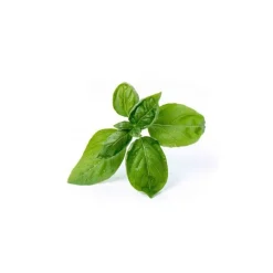 Lingot Basilic Bio potager d'intérieur - Véritable