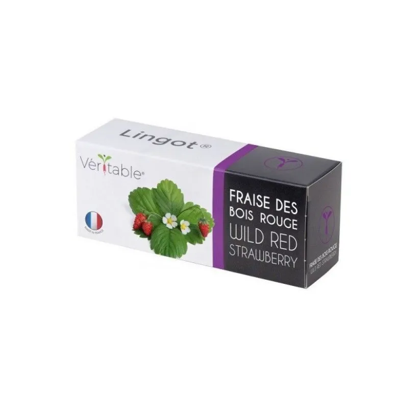 Lingot Fraise des Bois Bio potager d'intérieur - Veritable