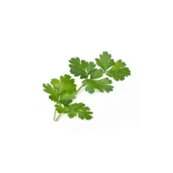 Lingot persil plat BIO potager d'intérieur - Véritable