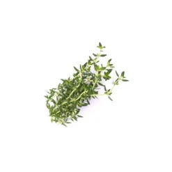 Lingot Thym BIO potager d'intérieur - Véritable